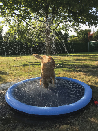 Hundepool Splash, 100 oder 150cm, Springbrunnen, Wasserspielzeug für Hunde zum Anschließen an den Gartenschlauch